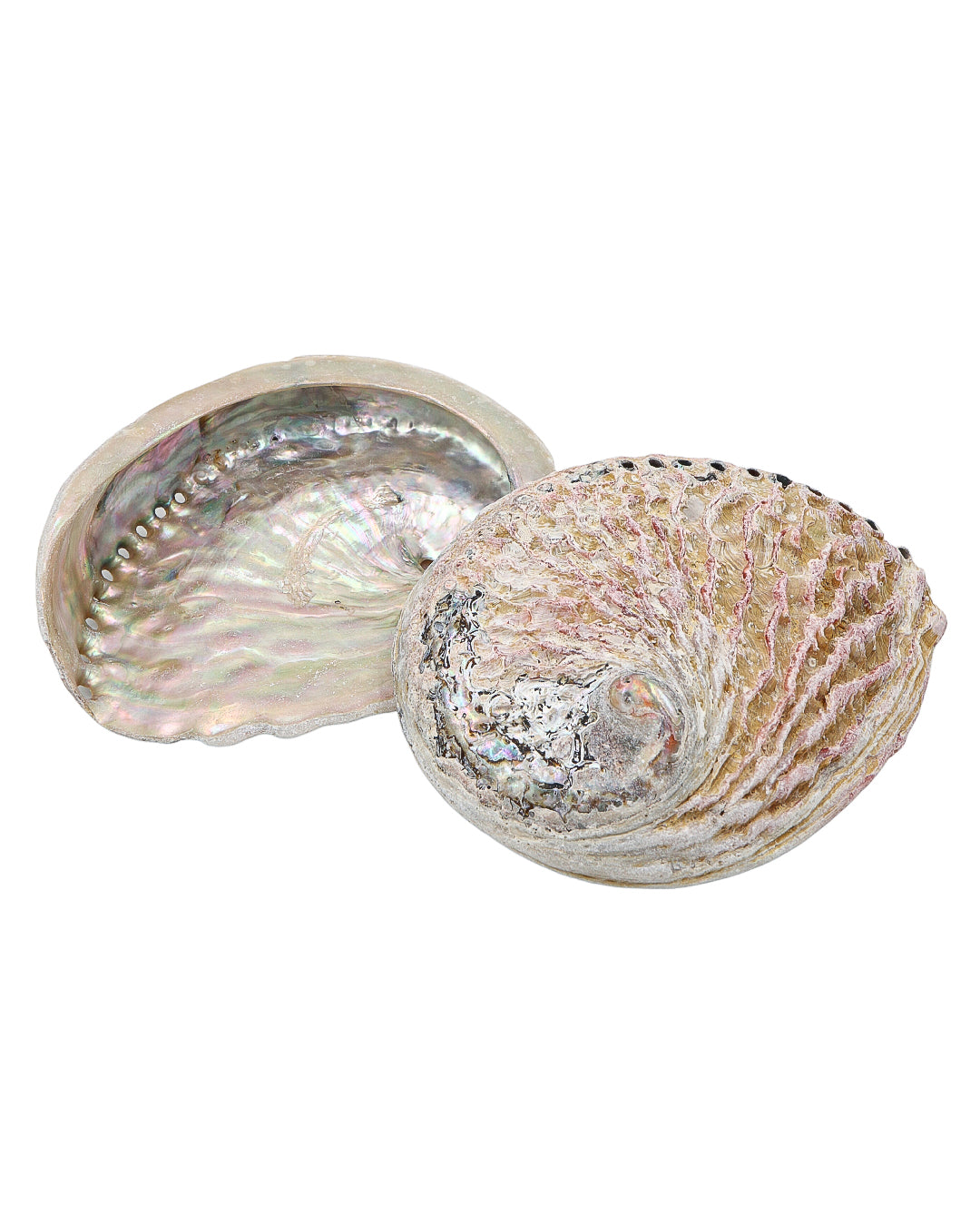 Abalone Schelp